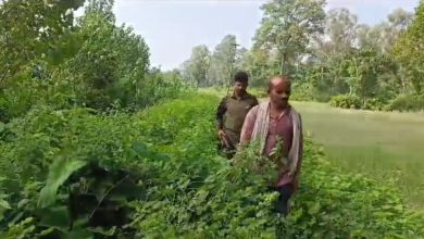 Tigers death in haldwani