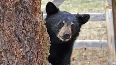himalayan-black-bear-at-dehradun-zoo