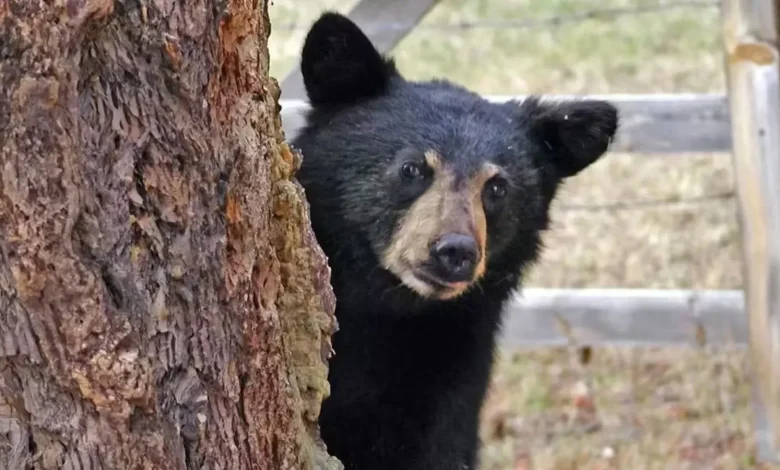 himalayan-black-bear_11zon-780x470.webp
