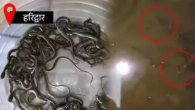 Haridwar 27 Snake In Tank Video