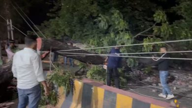 tree-falls-on-highway-due-to-strong-storm-in-haldwani