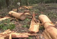 dehradun-bhaniyawala-rishikesh-highway-project-why-felling-3000-trees-is