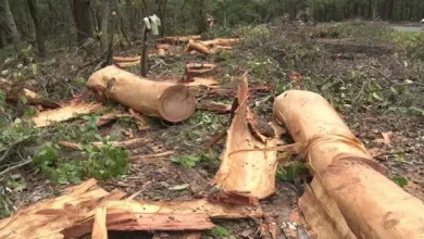 dehradun-bhaniyawala-rishikesh-highway-project-why-felling-3000-trees-is