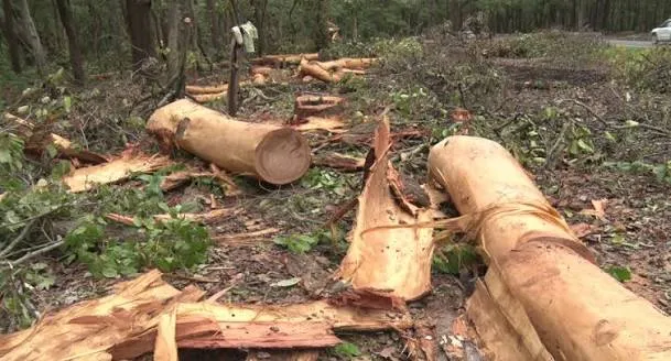 dehradun-bhaniyawala-rishikesh-highway-project-why-felling-3000-trees-is